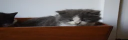 Mixed Breed cats for sale: 5 Beautiful Kittens Looking for Forever Homes - Advert 18