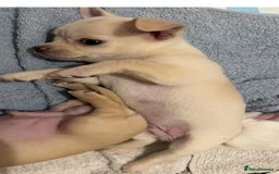 Chihuahua dogs for sale: Chilhuahua puppies  - Image 16