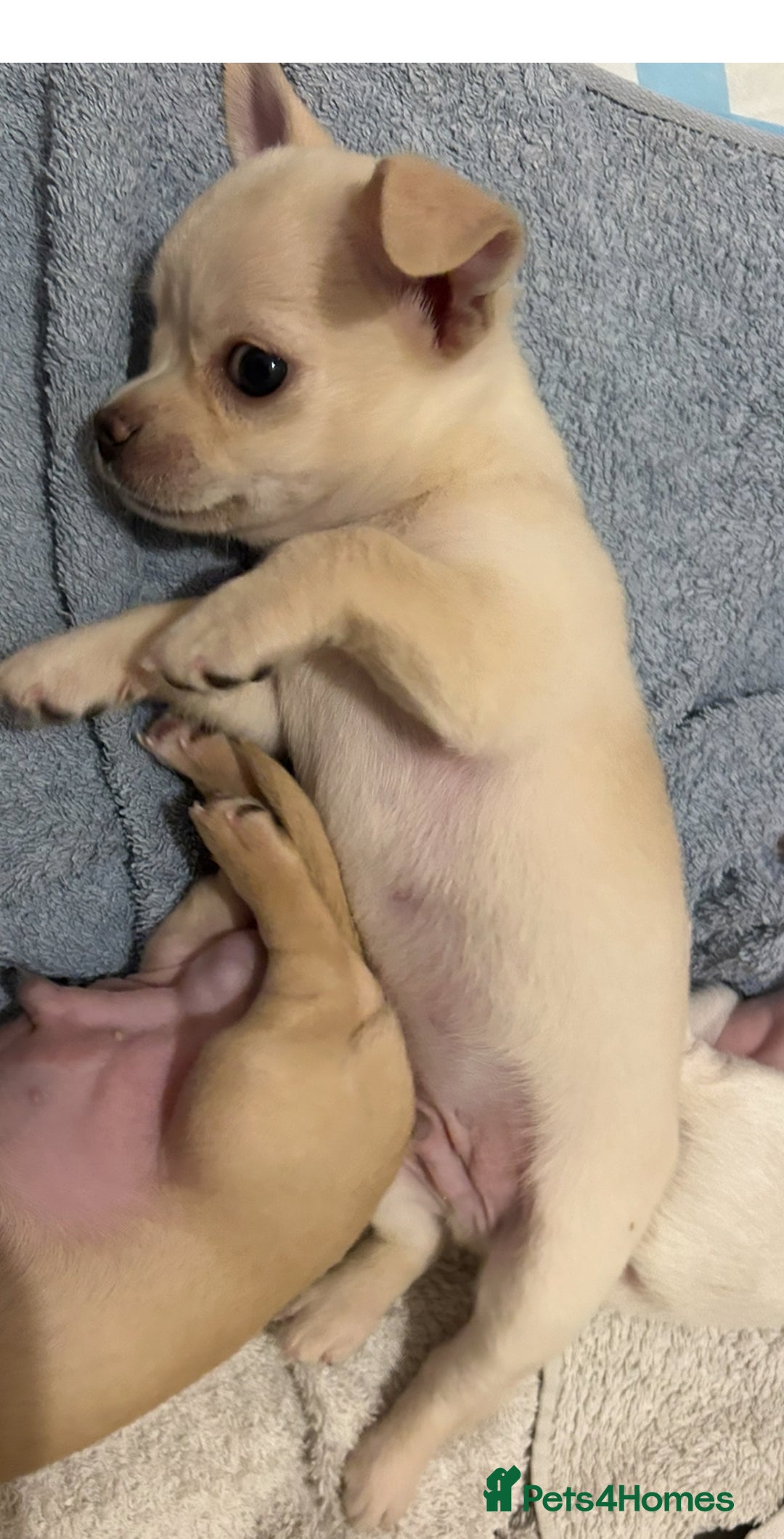 Chihuahua dogs for sale: Chilhuahua puppies  - Image 16
