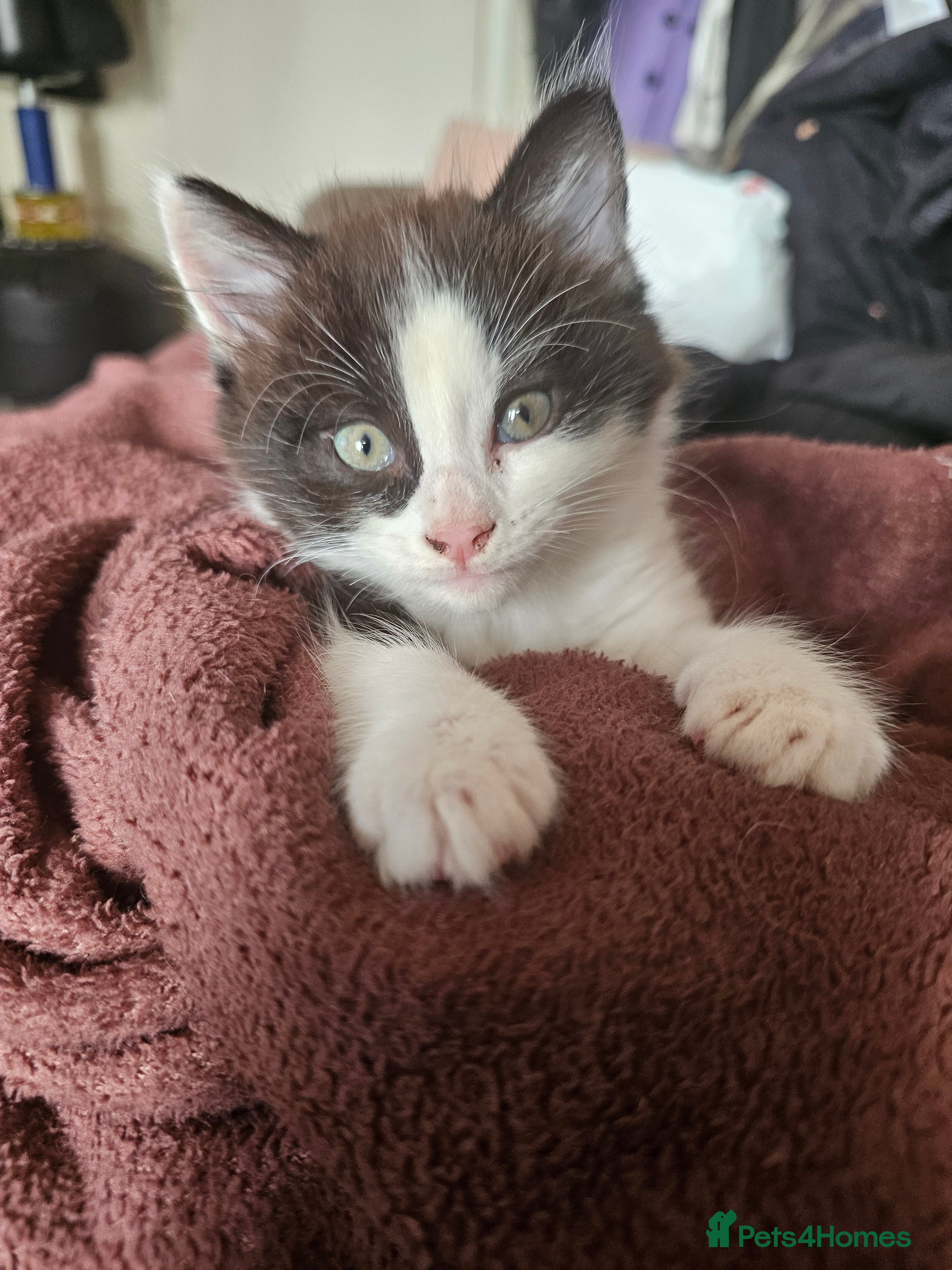 Mixed Breed cats Beautiful playful cheeky male kitten - Advert 7