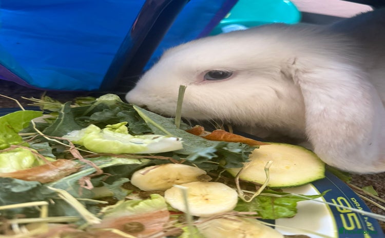 Dwarf Lop rabbits - Advert 1