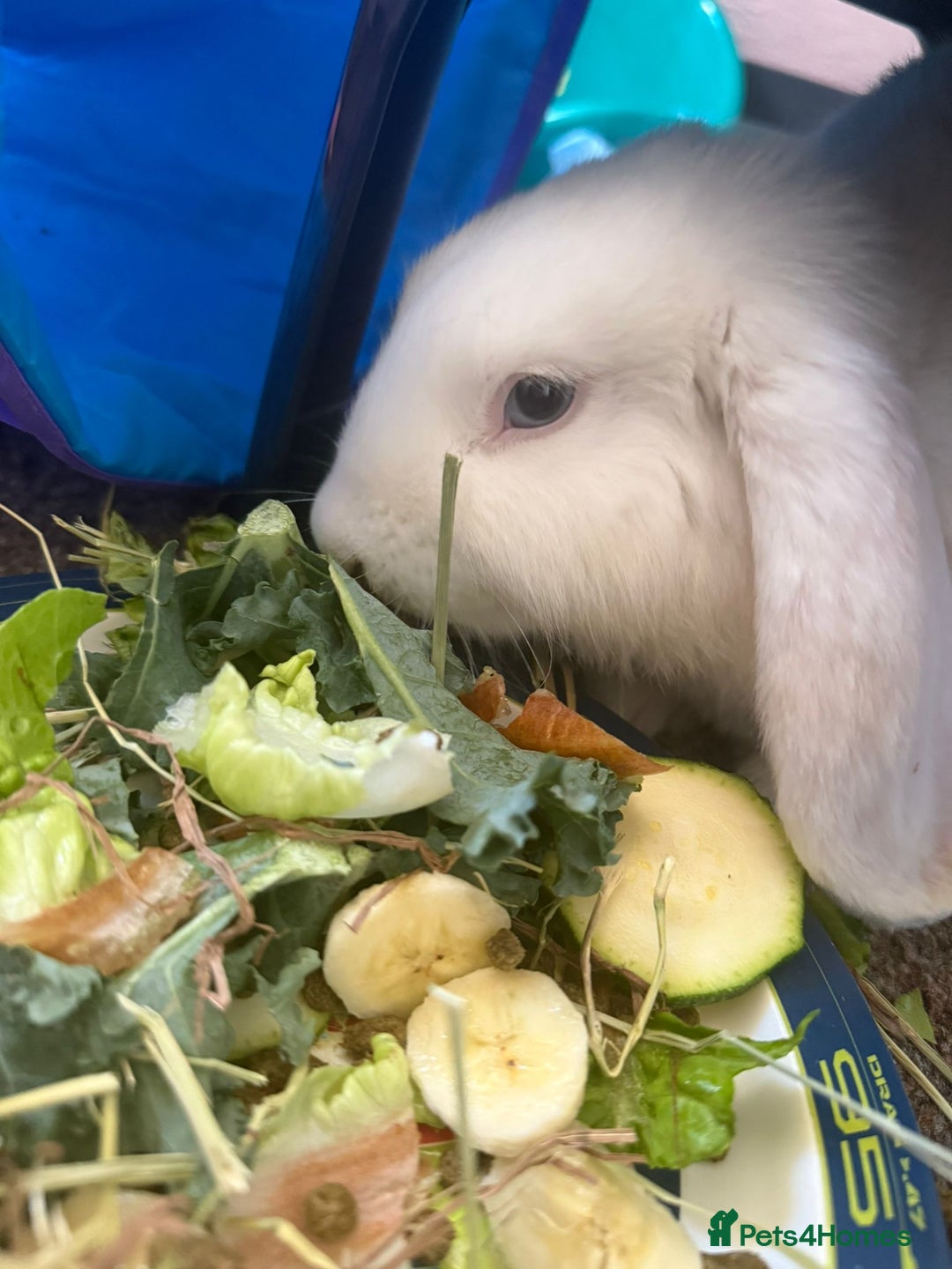 Dwarf Lop rabbits for sale: Wonderful rabbit  - Image 1