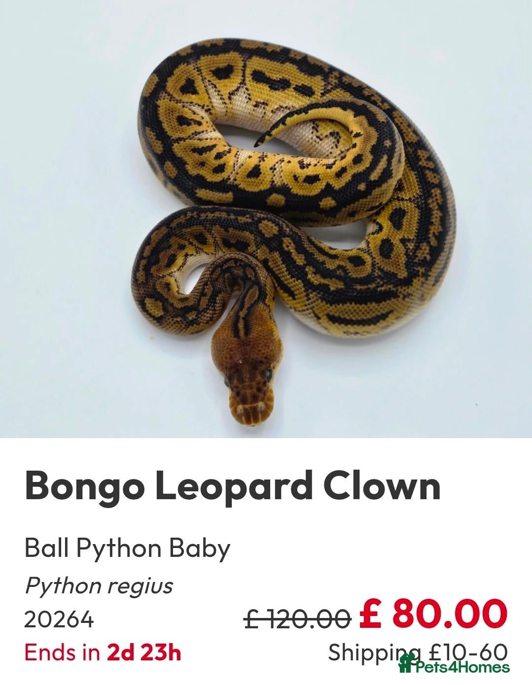 Python Snake reptiles  Various ball pythons  - Advert 17