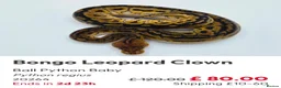 Python Snake reptiles for sale:  Various ball pythons  - Advert 15