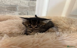Maine Coon cats for sale: Maincoon cross kittens  - Image 6