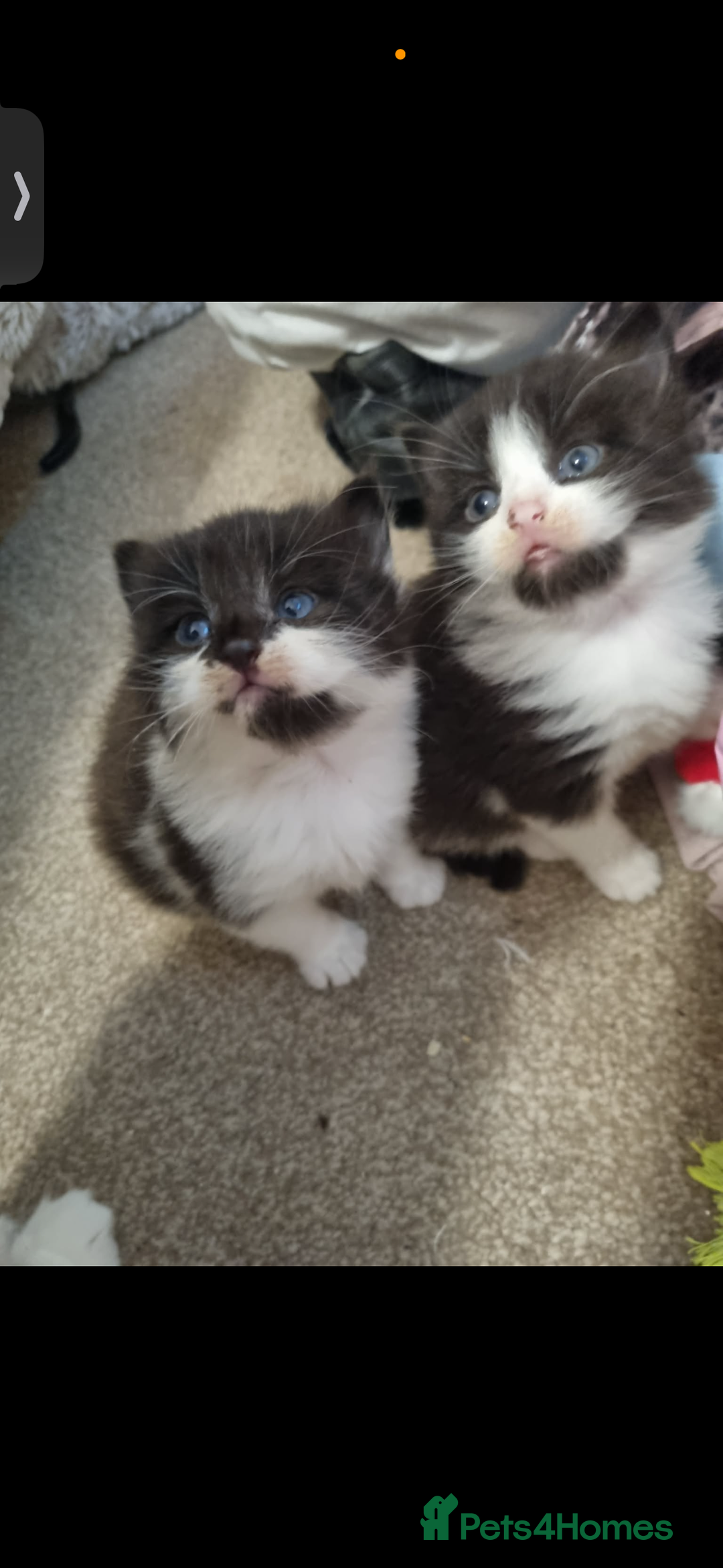 Mixed Breed cats for sale: 4 Kittens for sale - Advert 2