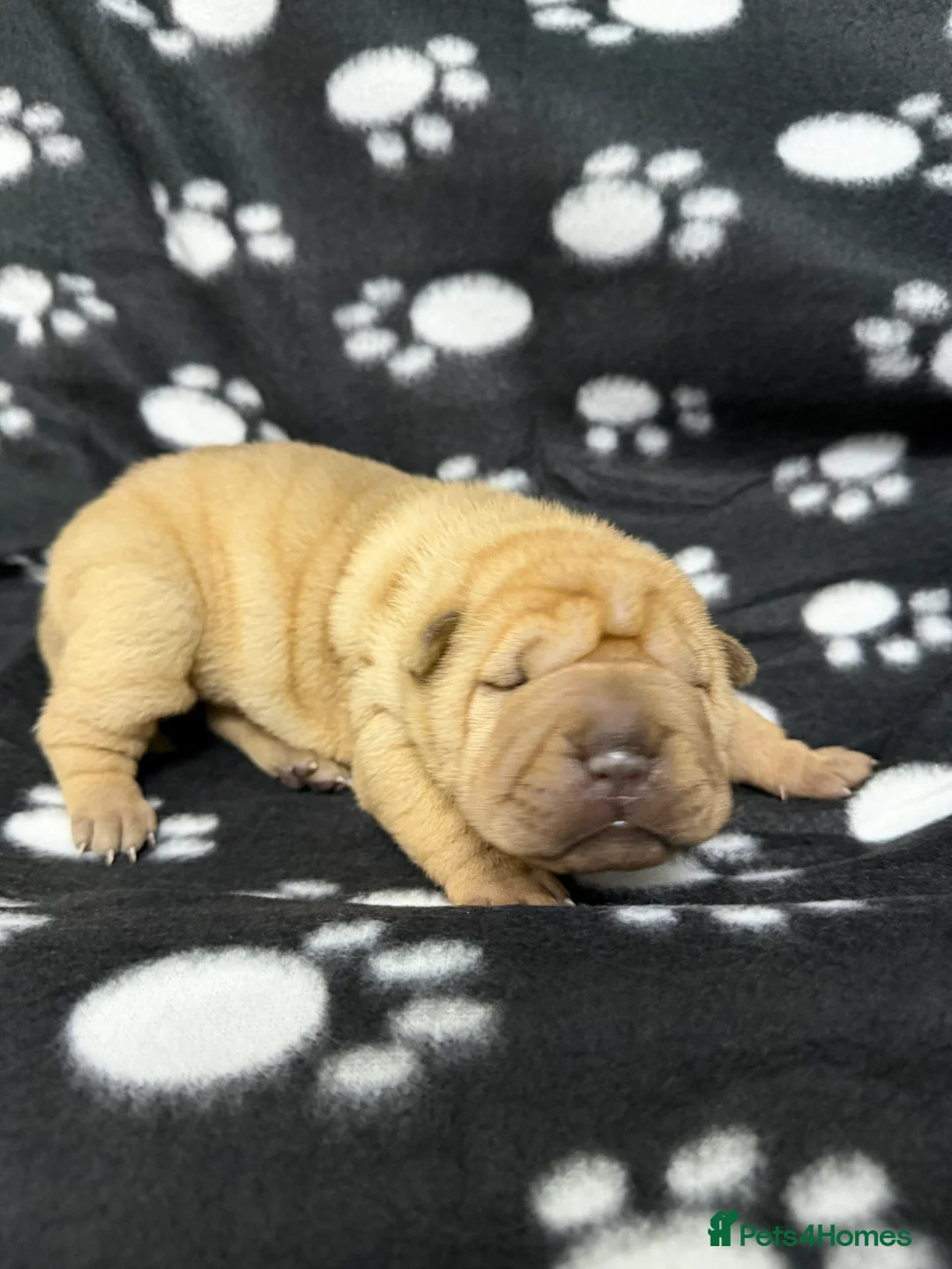 Shar Pei dogs for sale: Beautiful pure shar pei puppies - Advert 18