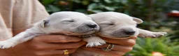 Golden Retriever dogs for sale: Beautiful Soft Gentle Golden Retrievers  in Sleaford - Advert 6
