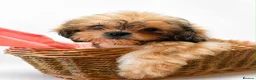 Shihpoo dogs for sale: Toy Shih Poo Babies  - Advert 6