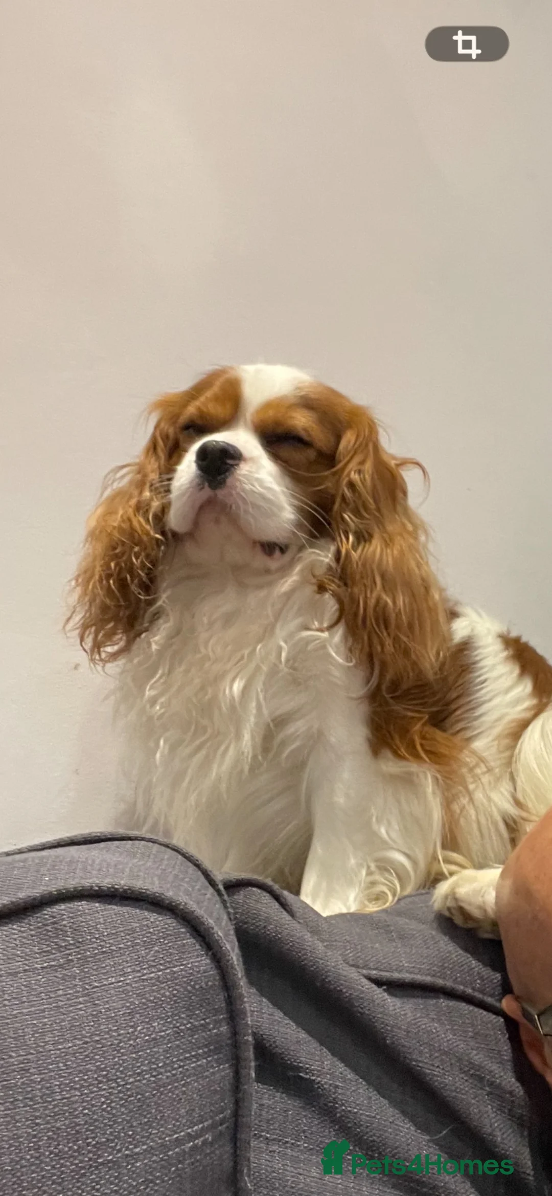 Cavalier King Charles Spaniel dogs for stud: Available for Stud - Advert 2