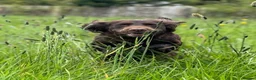 Sprocker dogs for sale: Ella is looking for a forever home  - Advert 16