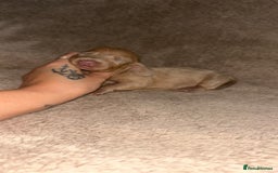 Miniature Dachshund dogs for sale: Perfecf kc miniature dachshunds - Image 17