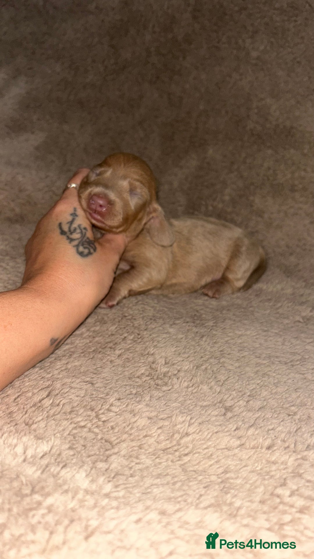 Miniature Dachshund dogs for sale: Perfecf kc miniature dachshunds - Image 17