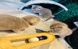 British Shorthair cats for sale: British shorthair kittens  - Image 8