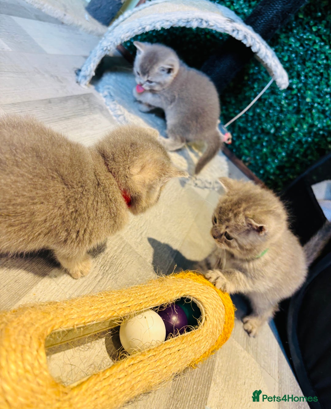 British Shorthair cats for sale: British shorthair kittens  - Image 8