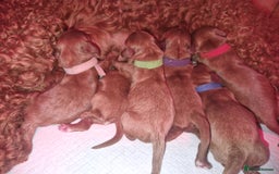 Cavapoo dogs for sale: Beautiful F1 cavapoo puppies - Image 16