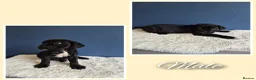 Cane Corso dogs for sale: Stunning cane corso pups - Advert 4