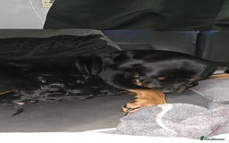 Mixed Breed dogs for sale: Rottweiler × german shepherd puppies - Image 3