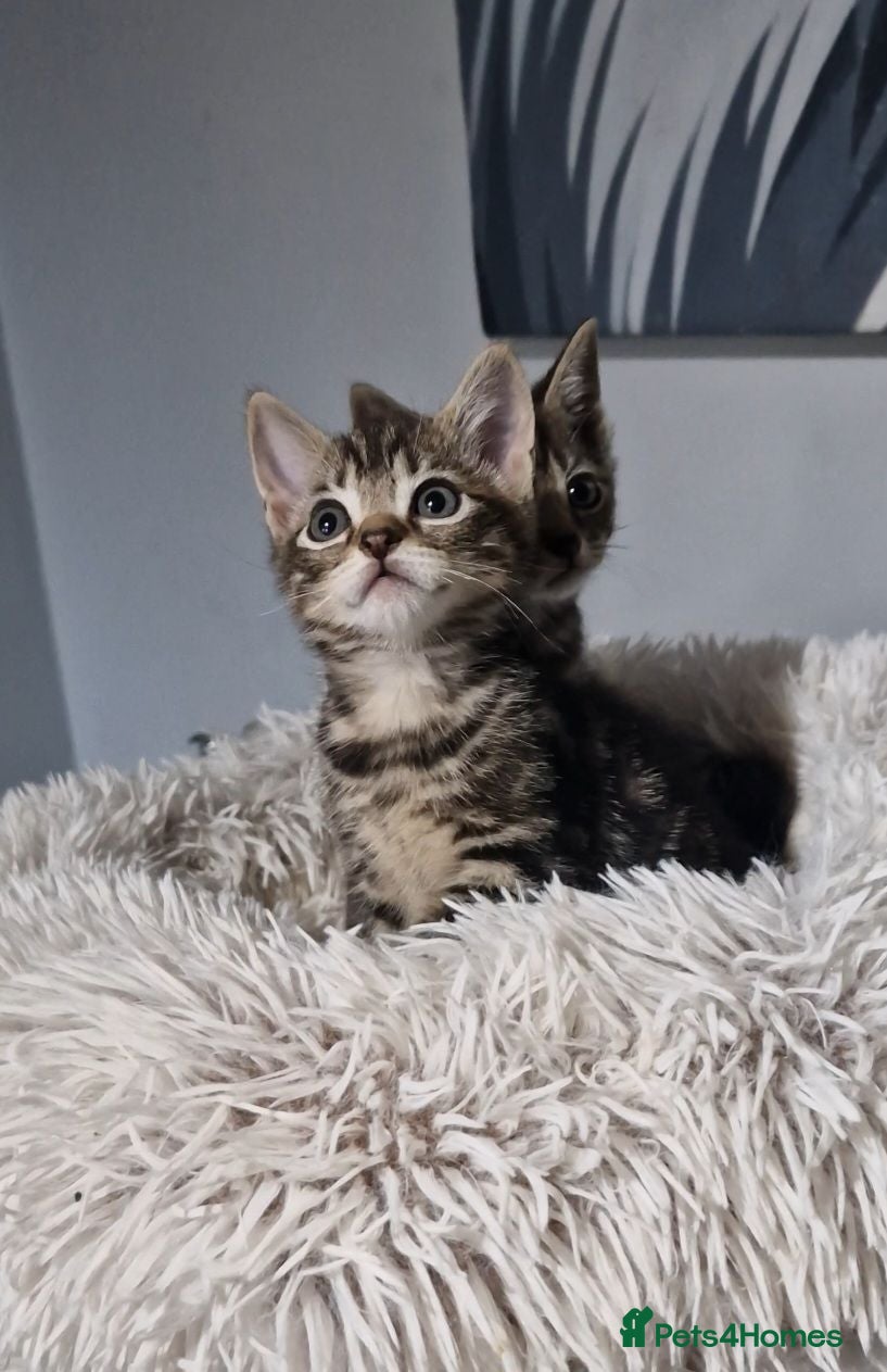 Bengal cats Bengal x British Short Haired Boy - Advert 1