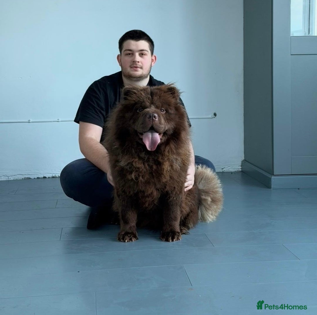 Chow Chow dogs for sale: 1 year old kc reg chocolate female chow chow - Advert 1
