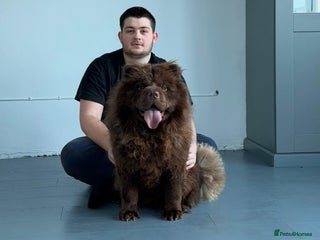 Chow Chow dogs 1 year old kc reg chocolate female chow chow - Advert 2