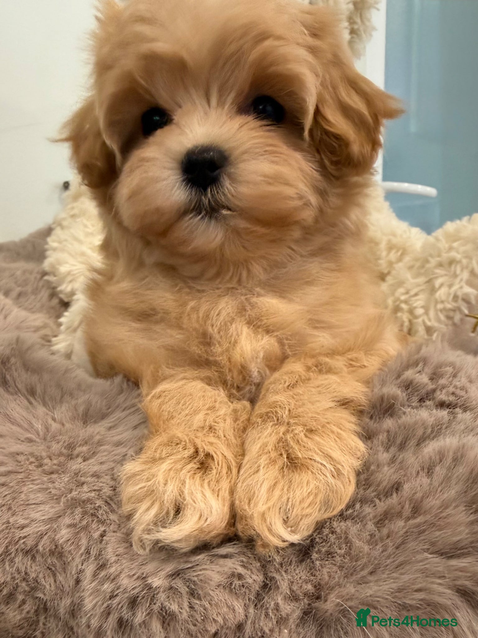 Maltipoo dogs for sale: 7 beautiful girls. F1. DNA clear & health tested.  - Advert 21