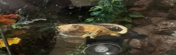 Mixed Breed rabbits for sale: Crested Geckos - Advert 6