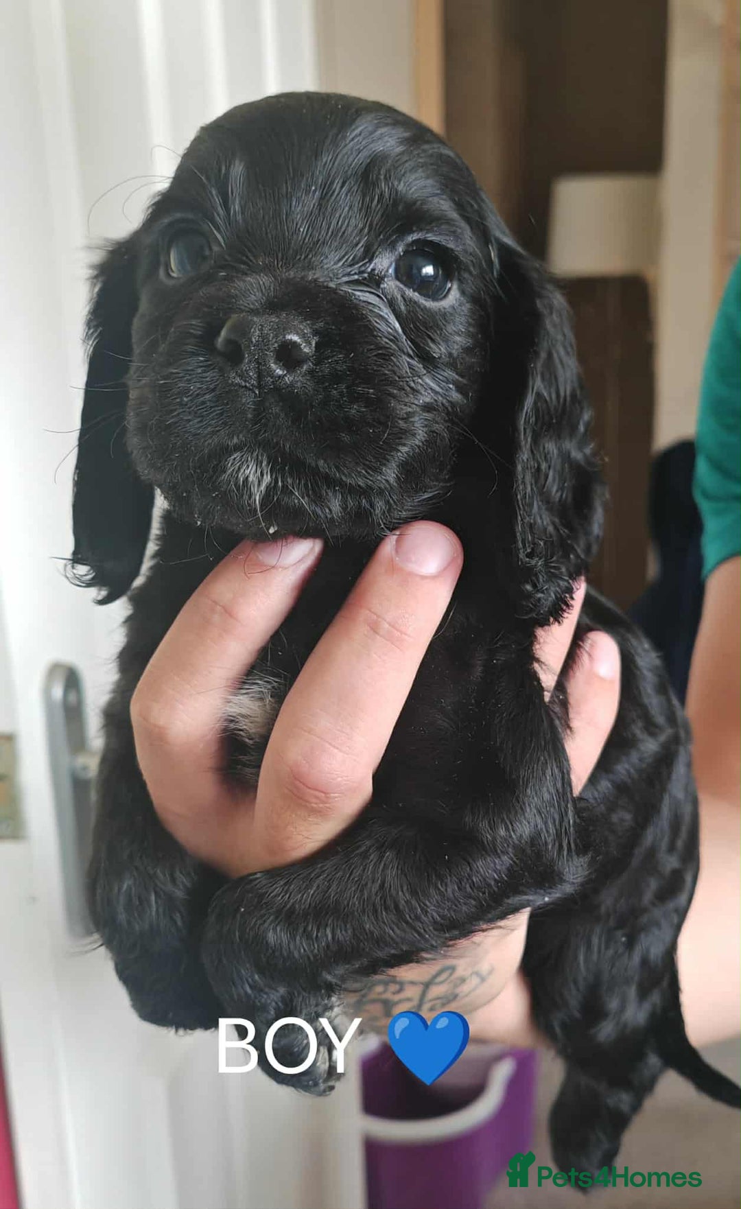 Cocker Spaniel dogs for sale: Cocker spaniel pups - Image 3