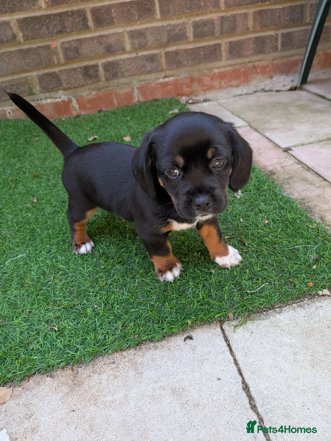 Mixed Breed dogs for sale: Cavajack x Pomeranian puppies  in Dereham - Advert 2