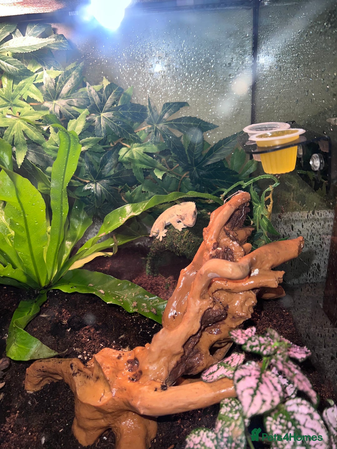 Gecko reptiles for sale: Crested gecko - Advert 5