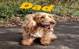 Cocker Spaniel dogs for sale: Show type cocker spaniel  - Image 13
