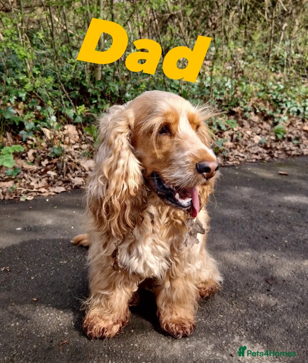 Cocker Spaniel dogs for sale: Show type cocker spaniel  - Image 13