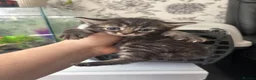 Mixed Breed cats for sale: 7 beautiful sweet friendly kittens  - Advert 8