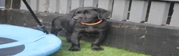 Labrador Retriever dogs for stud: KC REGISTERED LABRADOR FOR STUD ONLY  - Advert 8