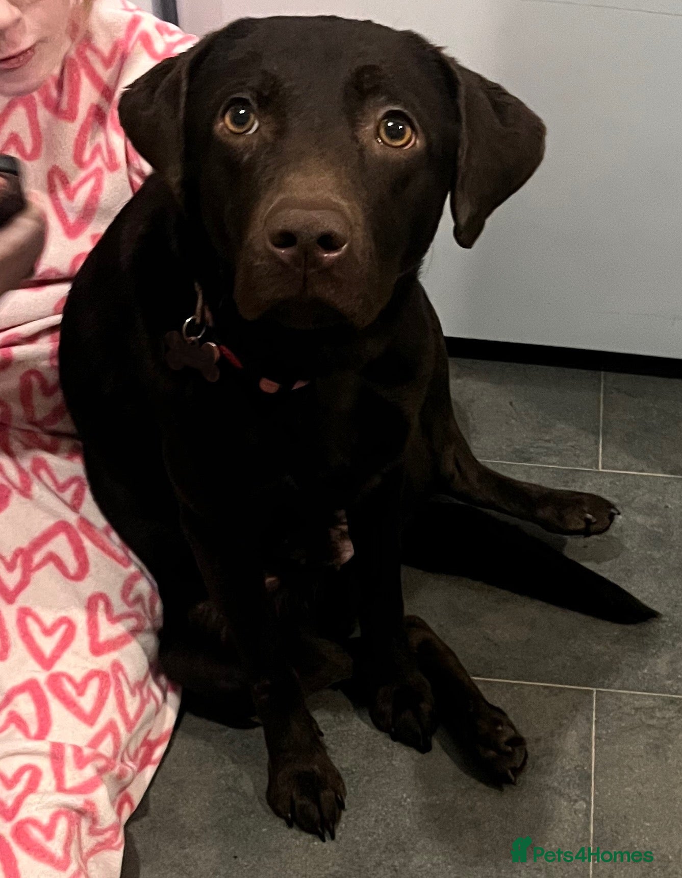 Labrador Retriever dogs Gorgeous chocolate female  - Advert 1