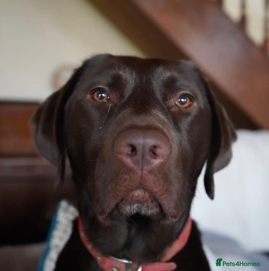 Borador dogs for sale: Pups - Labrador x Collie  - Advert 1