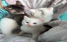 Ragdoll cats for sale: 2 left! Female Ragdoll mix kittens for sale  - Image 11