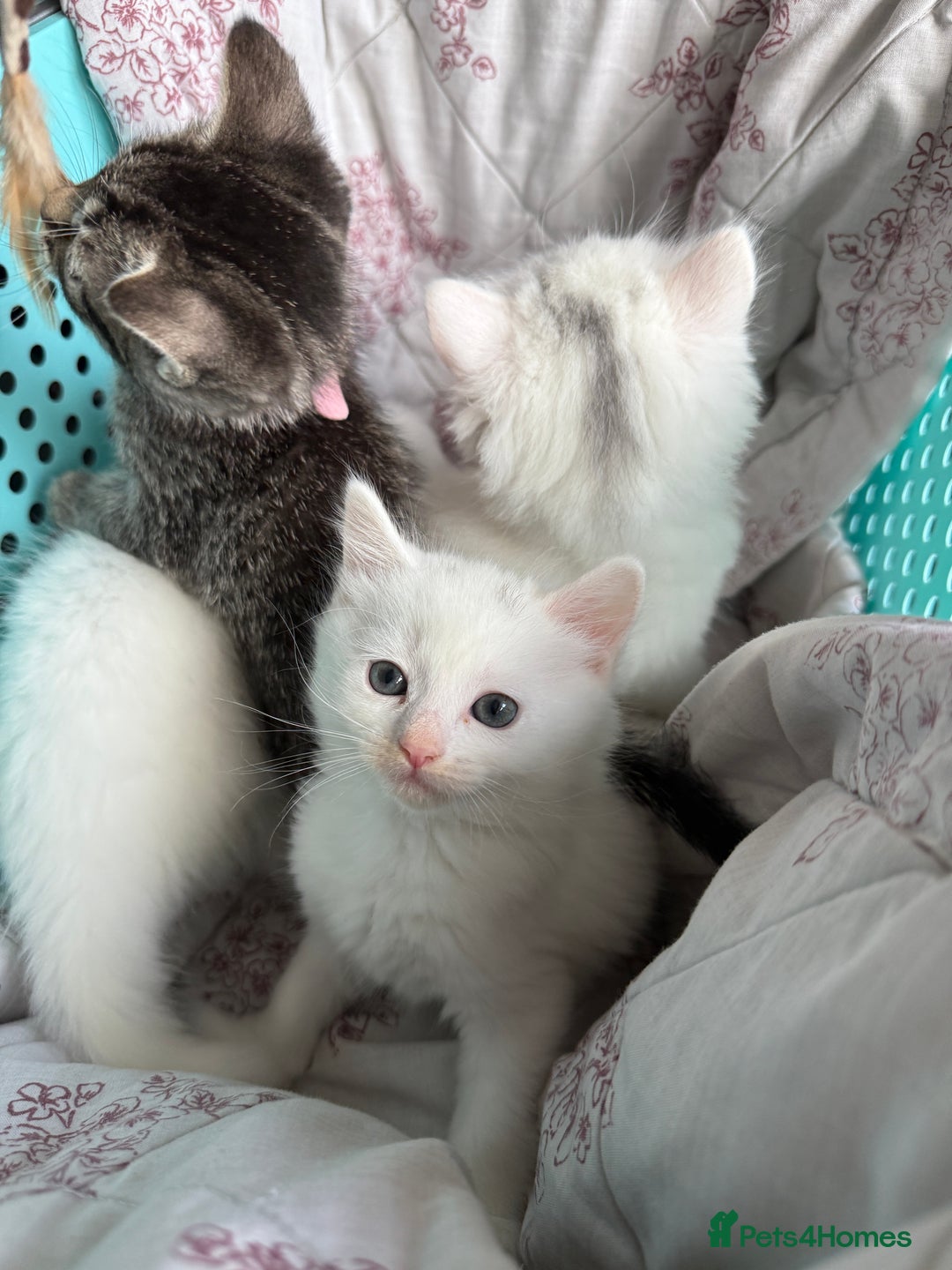 Ragdoll cats for sale: 2 left! Female Ragdoll mix kittens for sale  - Image 11
