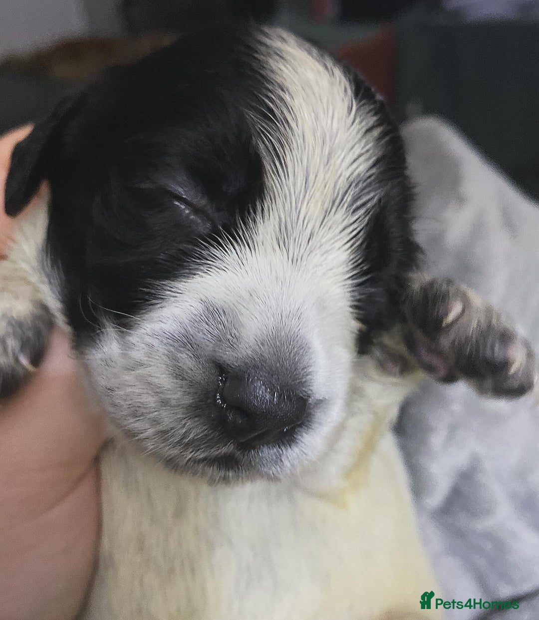 Sprocker dogs for sale: Beautiful Sprocker Puppies Ready 30th December - Advert 16