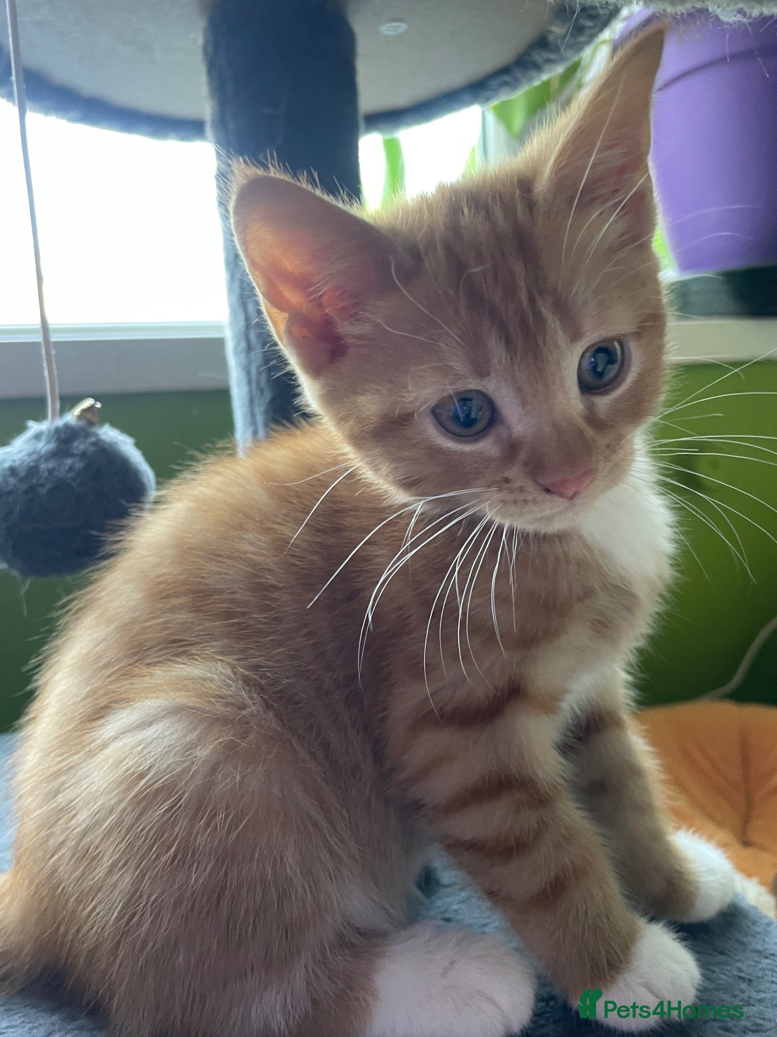 Mixed Breed cats for sale: Healthy kittens for sale  - Advert 14