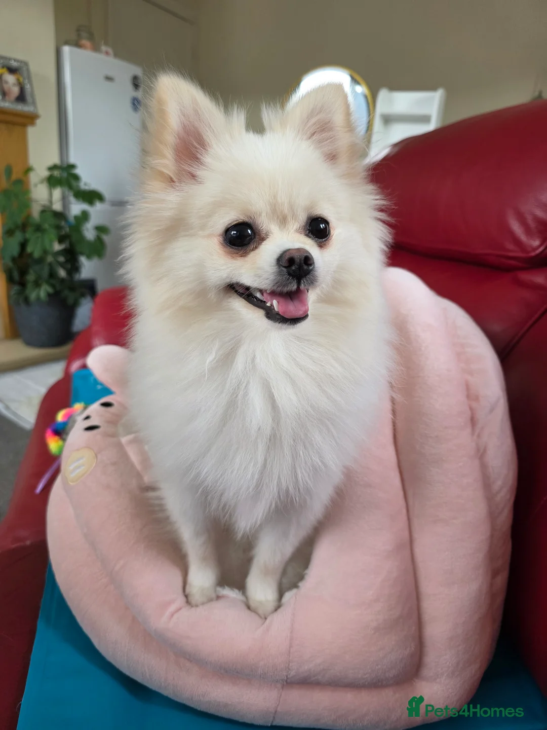 Pomeranian dogs for sale: KC registered Pomeranian Male Pups - Advert 12