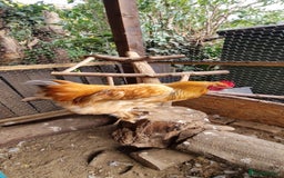 Chickens poultry for sale: Brahma Cockrels for sale  - Image 2