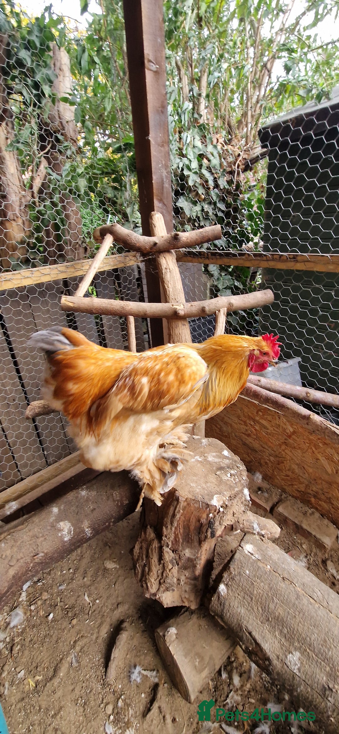 Chickens poultry for sale: Brahma Cockrels for sale  - Image 2