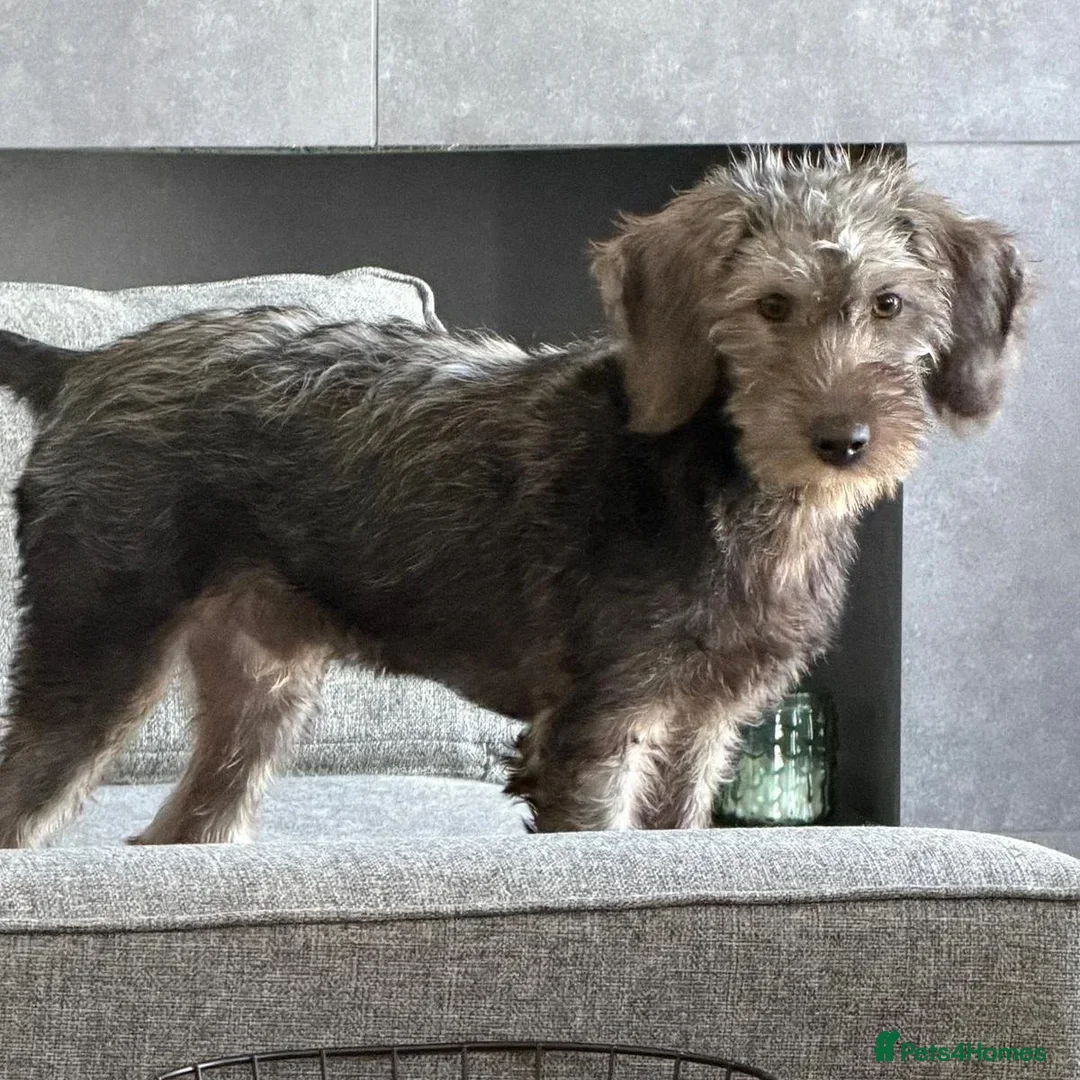 Mixed Breed dogs for adoption: Sammy (Hound/Terrier mix) - Image 5