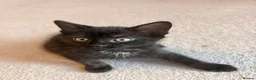 Domestic Shorthair cats for sale: Kittens for sale  - Advert 9