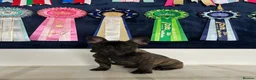 French Bulldog dogs for sale: 🏆Frenchbulldog pups🏆 - Advert 11