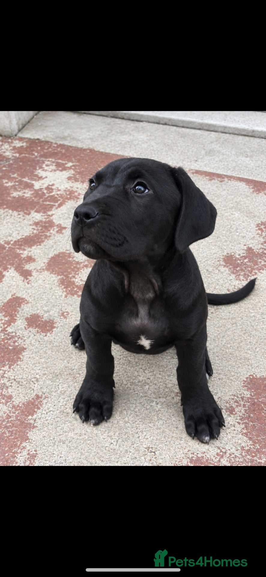 Presa Canario dogs Presa Canario Male puppy - Advert 4