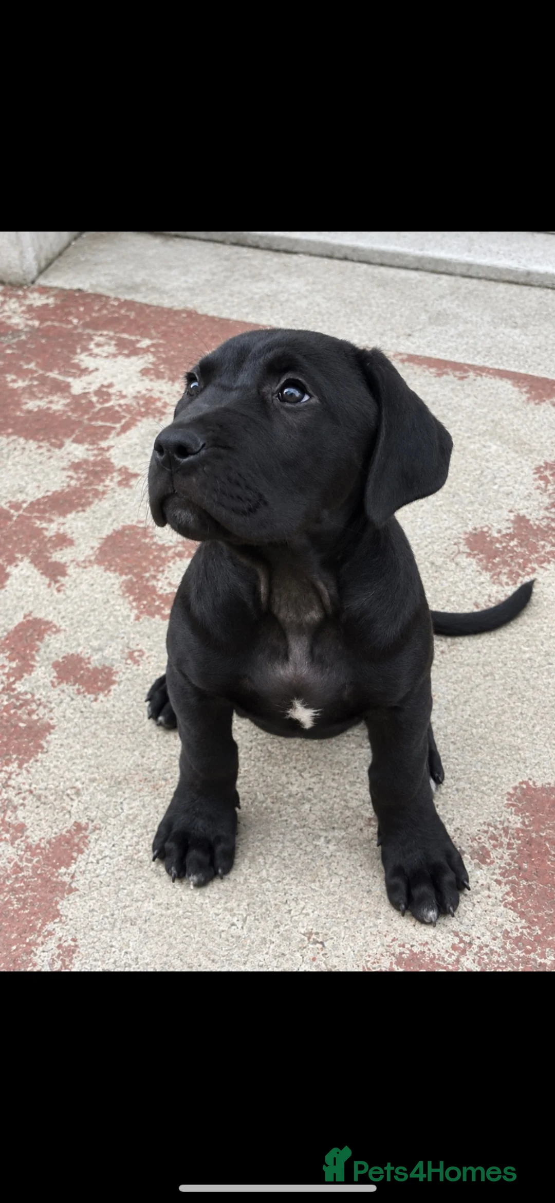 Presa Canario dogs for sale: Presa Canario Male puppy - Advert 1