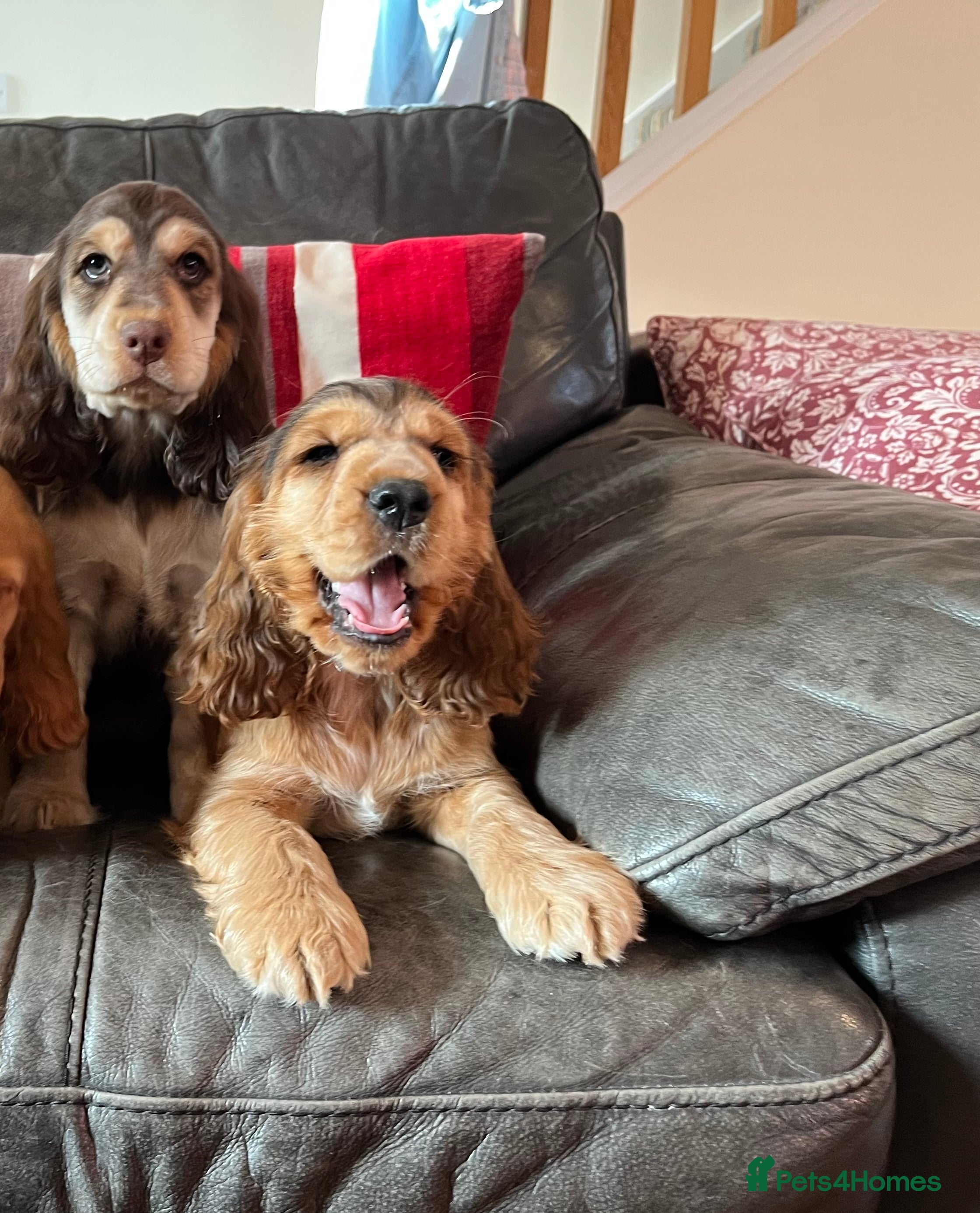 Cocker Spaniel dogs Health tested KC reg low co eff show type cockers - Advert 2