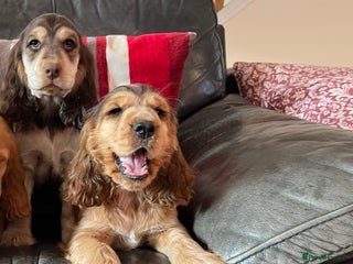 Cocker Spaniel dogs Health tested KC reg low co eff show type cockers - Advert 2